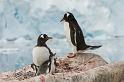 124 Antarctica, Port Lockroy, ezelspinguins